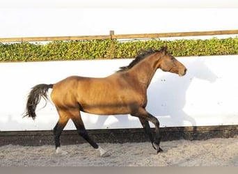 Holstein, Giumenta, 6 Anni, 167 cm, Baio