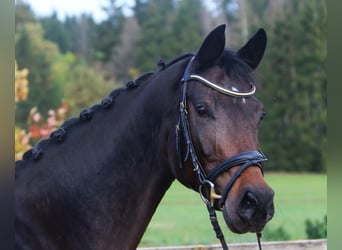 Holstein, Giumenta, 6 Anni, 167 cm, Baio nero