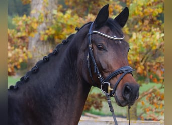 Holstein, Giumenta, 6 Anni, 167 cm, Baio nero