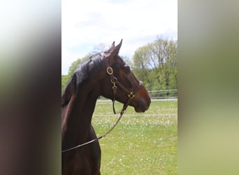 Holstein, Giumenta, 6 Anni, 167 cm, Baio nero