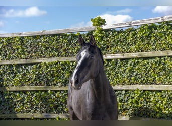 Holstein, Giumenta, 6 Anni, 168 cm, Baio nero