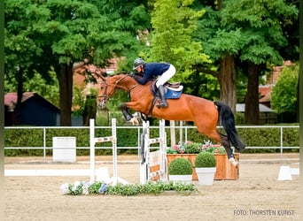 Holstein, Giumenta, 6 Anni, 170 cm, Baio