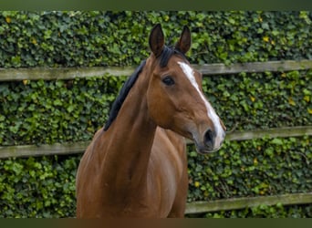 Holstein, Giumenta, 6 Anni, 170 cm, Baio