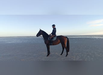 Holstein, Giumenta, 6 Anni, 170 cm, Baio