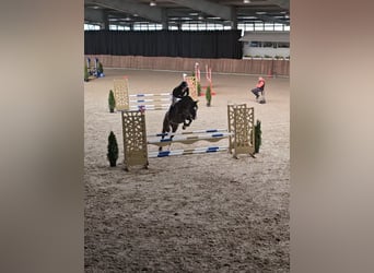 Holstein, Giumenta, 6 Anni, 172 cm, Baio scuro