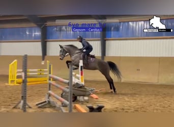 Holstein, Giumenta, 6 Anni, 174 cm, Grigio