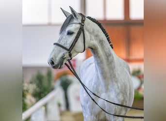 Holstein, Giumenta, 6 Anni