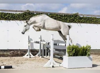 Holstein, Giumenta, 7 Anni, 161 cm, Grullo