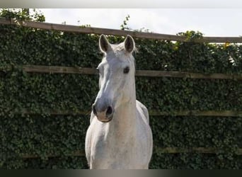 Holstein, Giumenta, 7 Anni, 161 cm, Grullo