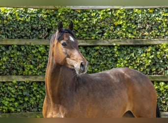 Holstein, Giumenta, 7 Anni, 164 cm, Baio