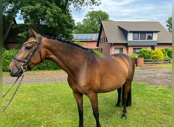Holstein, Giumenta, 7 Anni, 165 cm, Baio