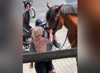 Holstein, Giumenta, 7 Anni, 166 cm, Baio