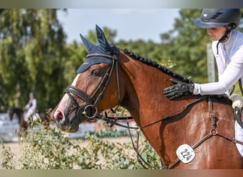 Holstein, Giumenta, 7 Anni, 166 cm, Baio