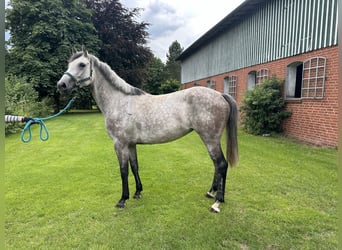 Holstein, Giumenta, 7 Anni, 166 cm, Grigio