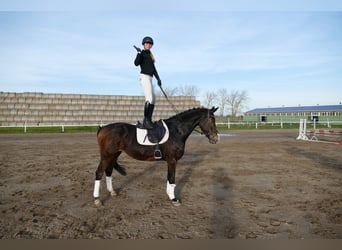 Holstein, Giumenta, 7 Anni, 167 cm, Baio nero