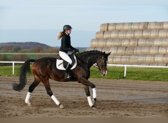 Holstein, Giumenta, 7 Anni, 167 cm, Baio nero