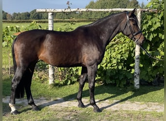 Holstein, Giumenta, 7 Anni, 167 cm, Baio scuro
