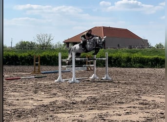 Holstein, Giumenta, 7 Anni, 167 cm, Grigio
