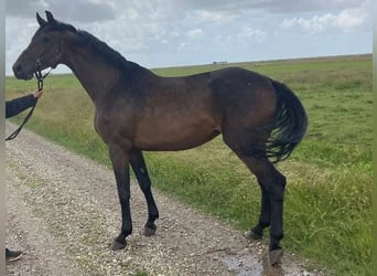 Holstein, Giumenta, 7 Anni, 168 cm, Baio