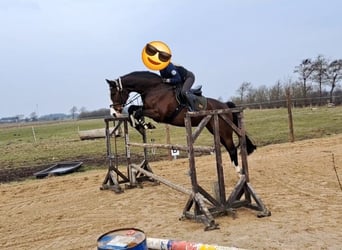 Holstein, Giumenta, 7 Anni, 168 cm, Baio scuro