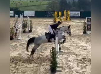 Holstein, Giumenta, 7 Anni, 168 cm, Grigio