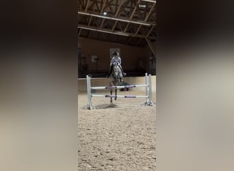 Holstein, Giumenta, 7 Anni, 168 cm, Grigio pezzato