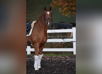 Holstein, Giumenta, 7 Anni, 168 cm, Sauro