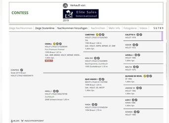 Holstein, Giumenta, 7 Anni, 169 cm, Baio