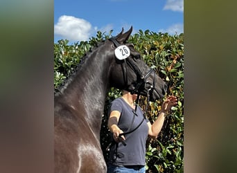 Holstein, Giumenta, 7 Anni, 169 cm, Baio nero