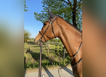 Holstein, Giumenta, 7 Anni, 170 cm, Baio