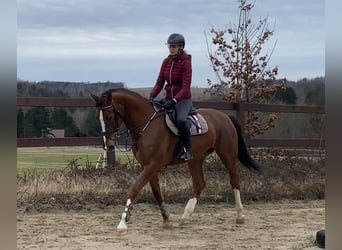 Holstein, Giumenta, 7 Anni, 172 cm, Sauro scuro