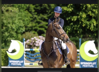 Holstein, Giumenta, 7 Anni, 173 cm, Baio scuro