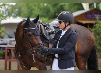 Holstein, Giumenta, 7 Anni, 175 cm, Baio scuro