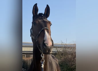 Holstein, Giumenta, 7 Anni, 176 cm, Baio nero