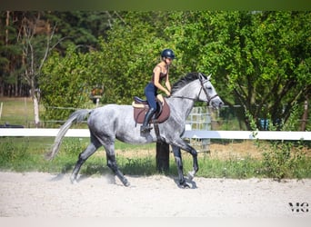 Holstein, Giumenta, 7 Anni, 176 cm, Grigio pezzato