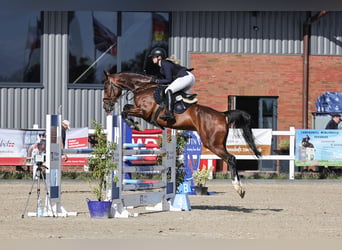 Holstein, Giumenta, 8 Anni, 165 cm, Baio