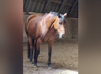 Holstein, Giumenta, 8 Anni, 166 cm, Baio