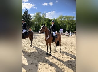 Holstein, Giumenta, 8 Anni, 166 cm