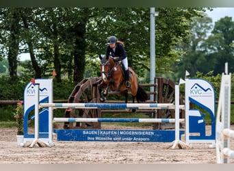 Holstein, Giumenta, 8 Anni, 166 cm