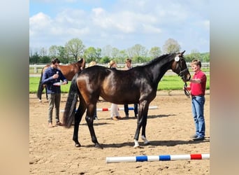 Holstein, Giumenta, 8 Anni, 167 cm, Baio scuro