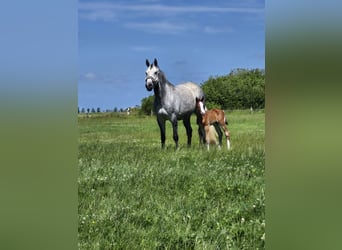 Holstein, Giumenta, 8 Anni, 167 cm, Grigio