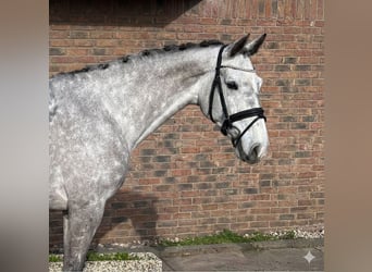 Holstein, Giumenta, 8 Anni, 167 cm, Grigio pezzato