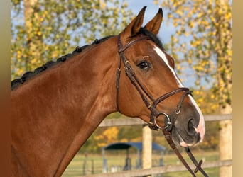 Holstein, Giumenta, 8 Anni, 168 cm, Baio