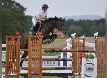 Holstein, Giumenta, 8 Anni, 168 cm, Baio scuro