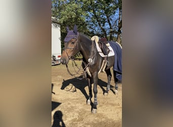 Holstein, Giumenta, 8 Anni, 168 cm, Baio scuro