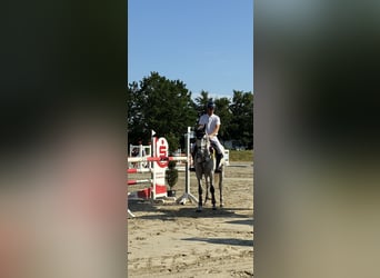 Holstein, Giumenta, 8 Anni, 168 cm, Grigio