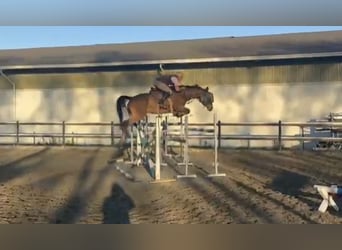 Holstein, Giumenta, 8 Anni, 170 cm, Baio