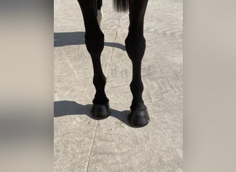 Holstein, Giumenta, 8 Anni, 170 cm