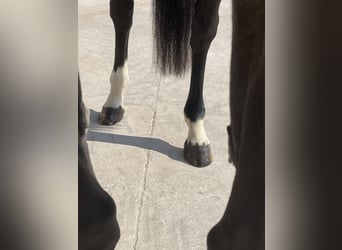 Holstein, Giumenta, 8 Anni, 170 cm