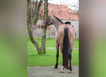 Holstein, Giumenta, 8 Anni, 174 cm, Baio